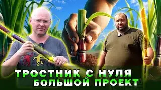 Тростник с нуля. Большой проект канала Напитки Дома.