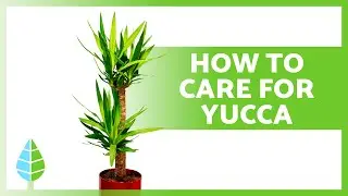 CARE for YUCCA 🌴 (Pruning, Substrate, Watering, and Placement)