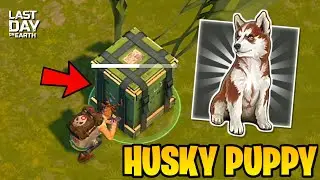 HUSKY PUPPY FROM AIRDROP! IS IT POSSIBLE? PLACE TO GET A PUPPY EASILY - Last Day on Earth: Survival