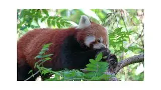 I Want to Be a Red Panda! | Adorable Song for Kids