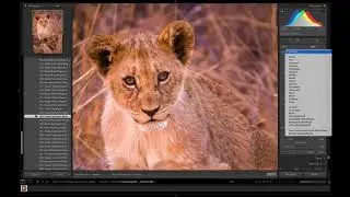 Full Wildlife Processing Workflow with Lightroom