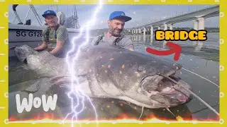 Incredible large 220 pound catfish fishing under a bridge by Catfish World