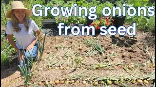 Growing ONIONS from seed (time lapse)