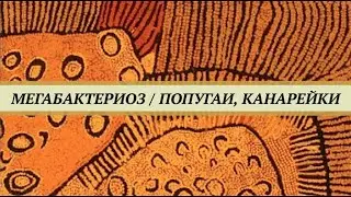 Мегабактериоз (макрохабдоз) волнистых попугаев и канареек. Признаки и лечение птиц от мегабактериоза