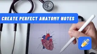 Aesthetic Anatomy notes in Medical School | Ipad Pro, Notability