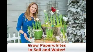 Paperwhites/ Complete Growing Guide/ Grow Paperwhites in Soil and Water! 😀Shirley Bovshow