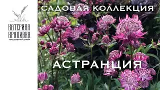 Садовая коллекция. Астранция