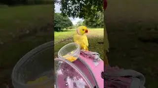 Cutest parrot picnic 🧺🐥🥰