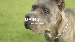 ALL ABOUT LIVING WITH CANE CORSO