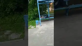 Коты)