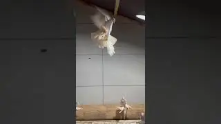 Молодая Голубка Бусая питомник Принц