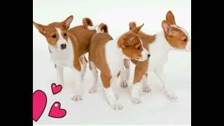 порода собак басенджи! милые собачки!😄😄😄
