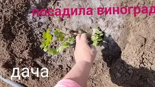 Дача.Наконец то посадила виноград