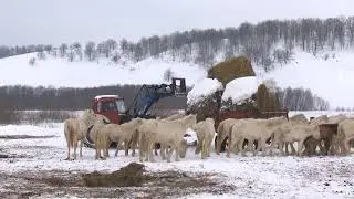 В Мамадышском районе поселились голубоглазые лошади