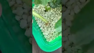 Укоренение бегонии элатиор быстро и просто!