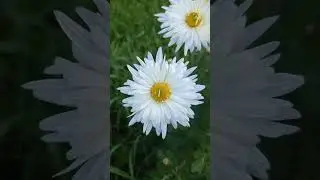 белые хризантемы 