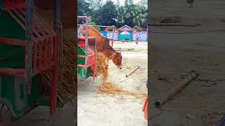 TikTok Trending cow videos