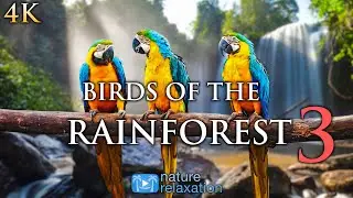 BIRDS OF THE RAINFOREST 3 (4K) Ambient Nature Relaxation™ Film