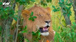 Most amazing facts about Lion | Complete documentary about Lion | Wow facts | Hindi/Urdu