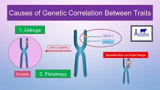 Causes of Genetic Correlation Between Traits | Pleiotropy | Linkage