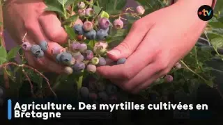 Agriculture. Des myrtilles cultivées en Bretagne