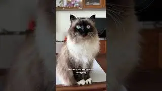 5 причин завести кошку