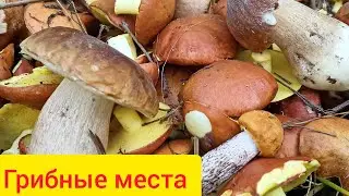 Грибные места Черниговщины