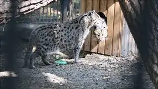 Семейство виверровых кошек 18.09.2023