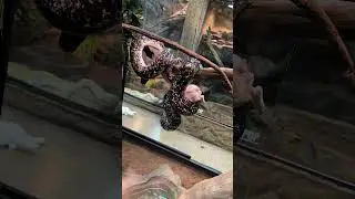 Giant Python Eats Pig In Tree! #reptiles