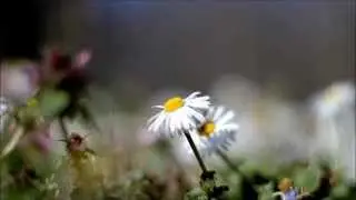ФУТАЖ РОМАШКИ И ПЧЕЛА