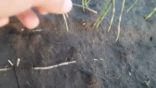Пшеница 2 декабря! Всходы, болезни, сорняки, условия!