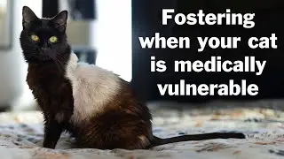 Tips for Fostering When You Have an Immunocompromised Cat at Home