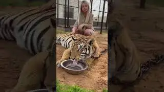 El tigre & I #tiger#tigers#animals#short#shortsvideo#shortvideo#shorts#wildlife#animal#animallover