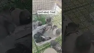 BATHING TIME #pigeon #bird #entertainment #shortvideo