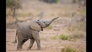 Baby Elephant Sound Effect