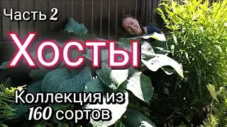 Хосты - от великанов до малышей! Сорта моей коллекции. Часть 2