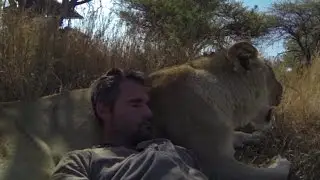Lion Sits on Man | The Lion Whisperer