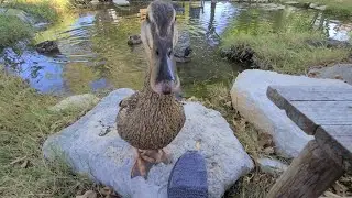 Feeding Ducks