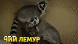 Все о кошачьих лемурах Фельдман Экопарк