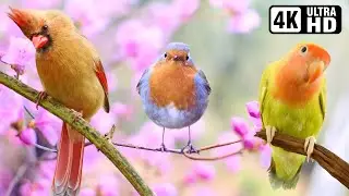 Birds Sound | Wonderful Collection of Birds | Stunning Nature | Stress Relief | Relaxing Nature