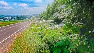 Борщевик нападает на жителей Красных Орлов! Куда жаловаться?