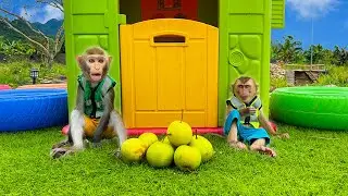 The Bim Bim monkey family drives a tractor to harvest many pears