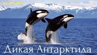 Nat Geo Wild.Дикая Антарктида.