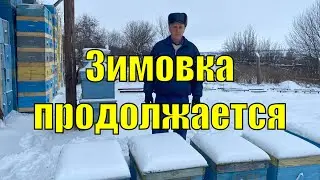 Январь на пасеке!!!