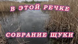 Попал на РАЗДАЧУ ЩУКИ вечером на Малой речке! ЗЛЫЕ Поклёвки на Камеру!