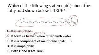 Module 11 - Lipids In-Class session