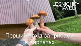 Перший похід за грибами в Карпатах 2024