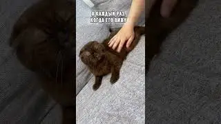 Кот лежит и никого не трогает #питомцы