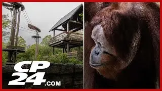 Orangutan briefly escapes habitat at Toronto Zoo, returned safely