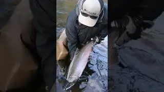 My Biggest Coho Salmon to date. #FTWQ #Fishthatwontquit #salmonfishing #cohosalmon #fishingvideos